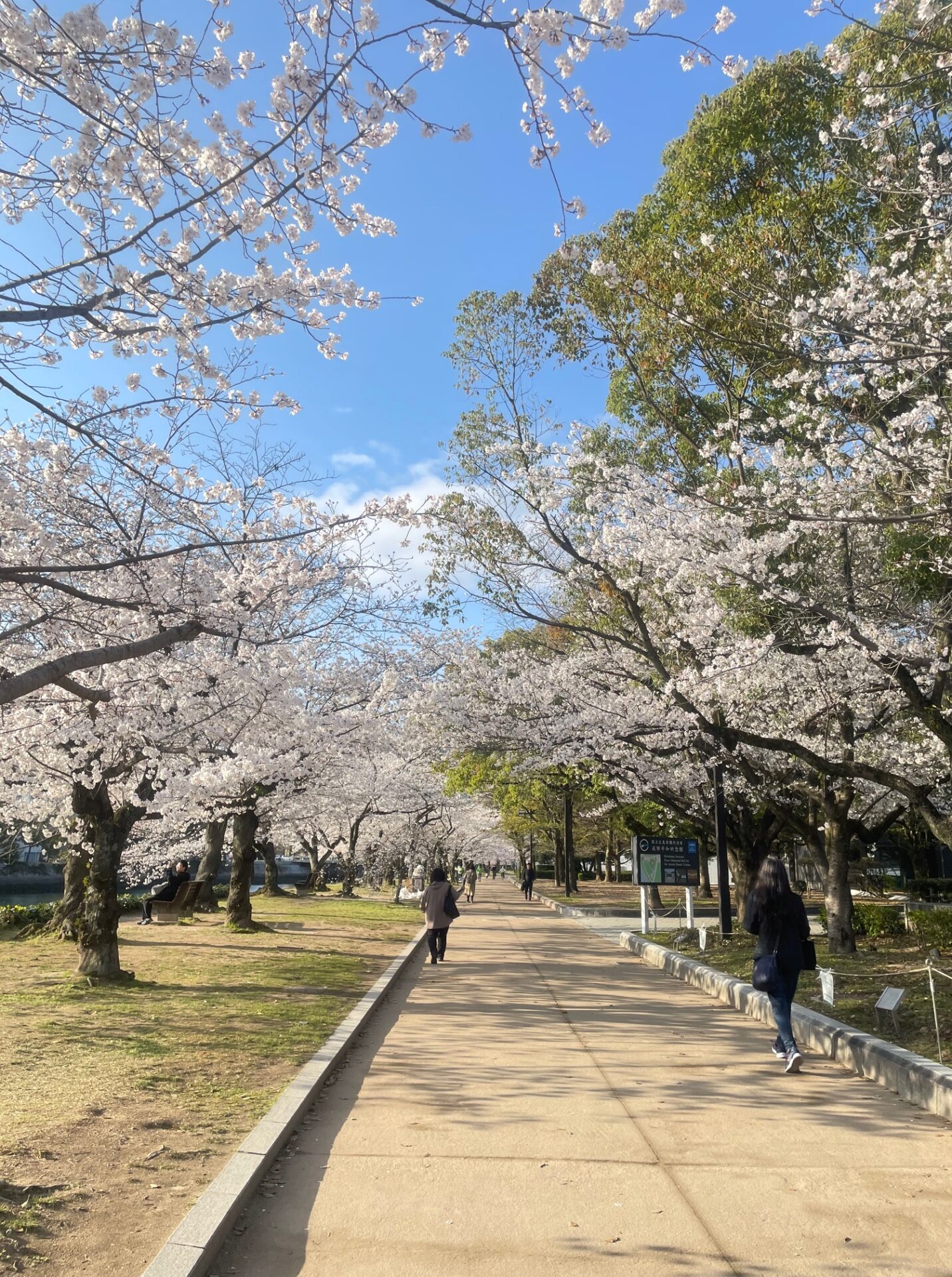 桜の木が並ぶ公園の散歩道