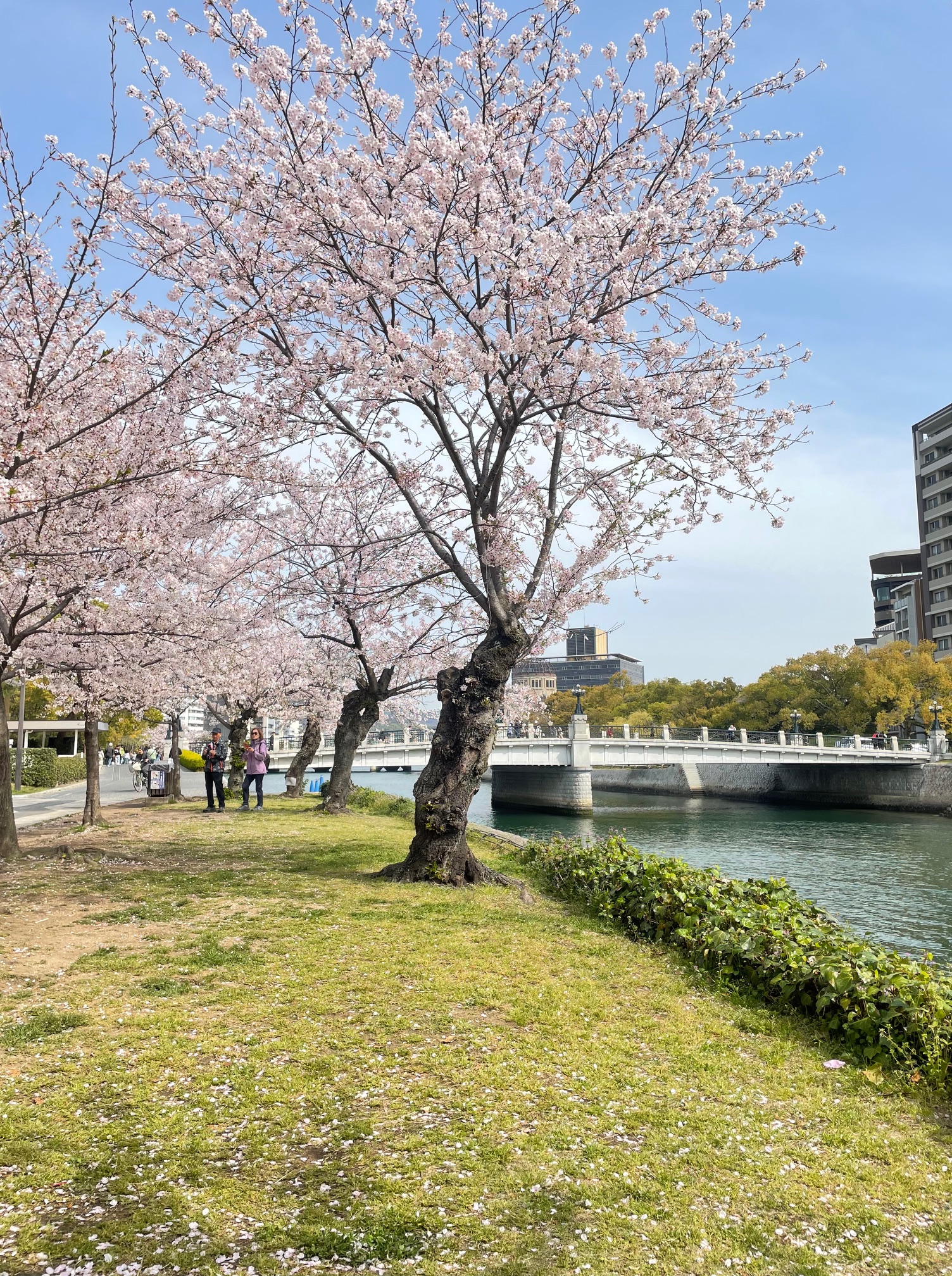 川沿いに咲く満開の桜の木々と青空の下の風景
